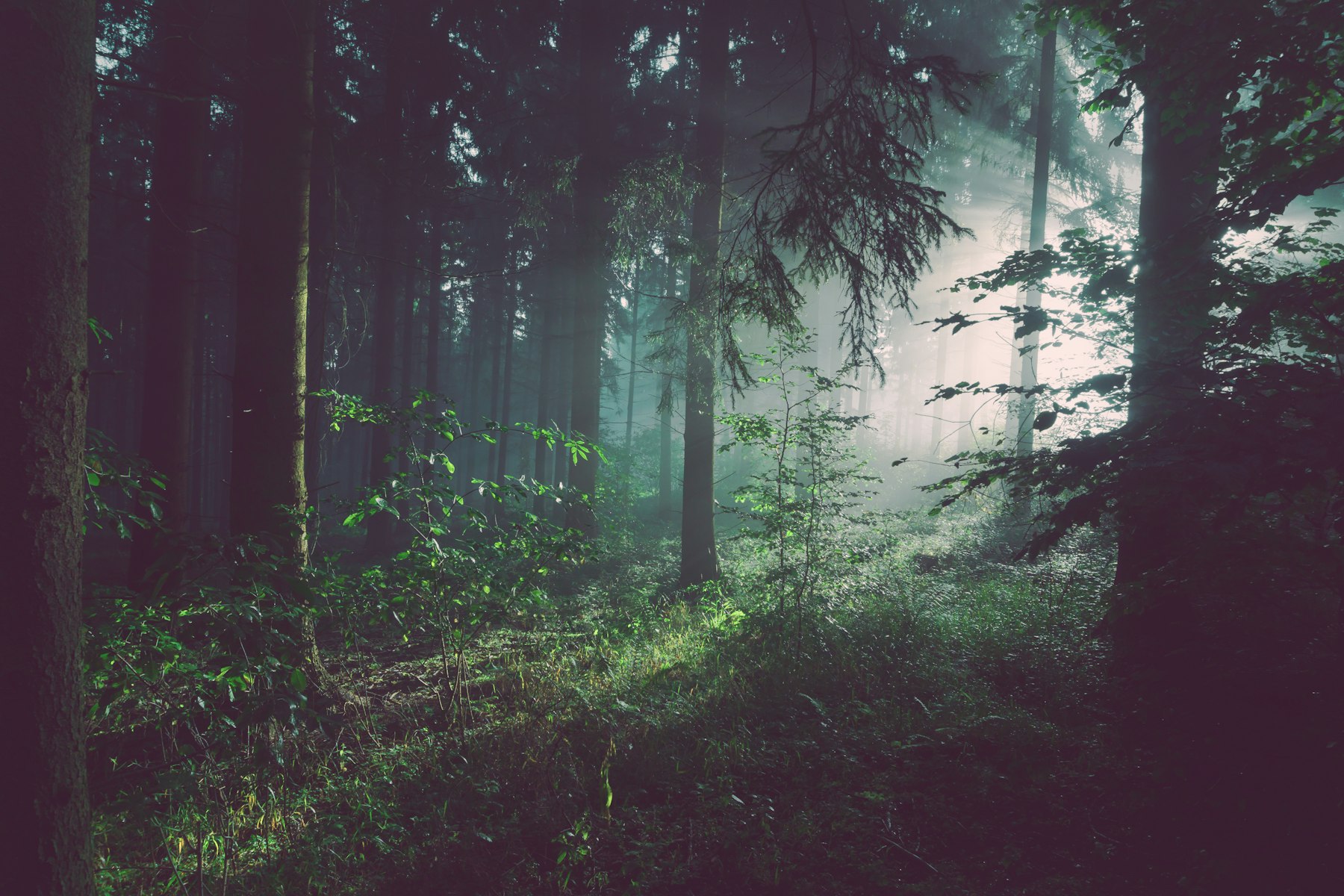 Temperate forest